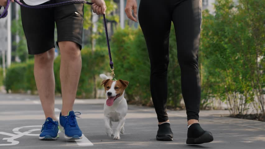 A couple spend leisure outdoors, walks and steps in unison with pet, a Jack Russell Terrier dog, on a warm summer day in the city park area. The concept of friendship and companionship between animal