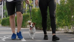 A couple spend leisure outdoors, walks and steps in unison with pet, a Jack Russell Terrier dog, on a warm summer day in the city park area. The concept of friendship and companionship between animal - Powered by Shutterstock - Get 15% off with code: PIKWIZARD15
