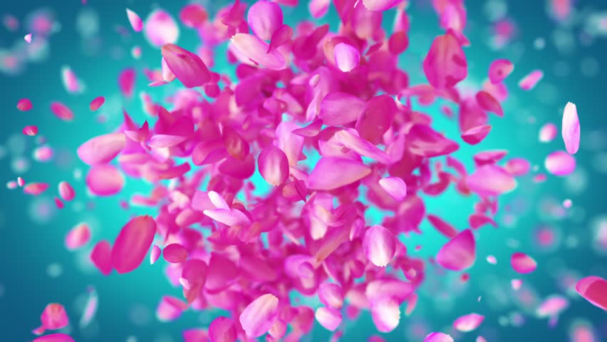 Dynamically exploding beautiful rose petals