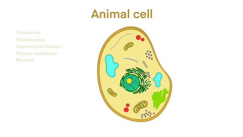 animal cell anatomy, biological animal cell with organelles cross section, Animal cell with placed text annotations to all organelles, Animal cell structure. Educational material