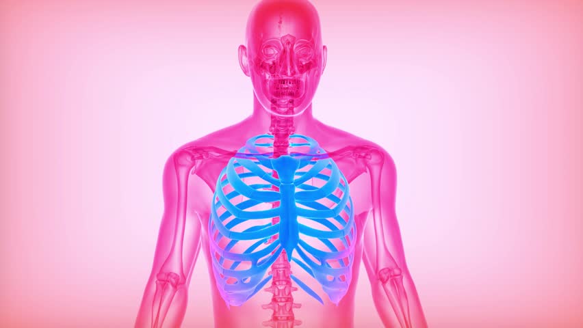 human rib cage is a bone located attached to the vertebral and sternum that aids in the safeguarding of the Heart and Lungs. It has twelve pairs bones. The rib cage is part of the Axial skeleton.3D