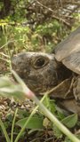 The camera slowly zooms in on the turtle, and it runs off into the bushes. Dolly slider close-up. Vertical video.
