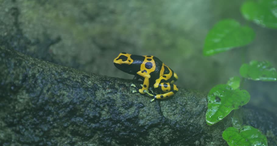 A golden poison dart frog is sitting on a rock in the rainforest. The frog is bright yellow with black spots, and it has a long, sticky tongue. The rock is covered in moss, and there are green leaves