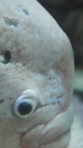 The giant gourami Osphronemus goramy, an ugly fish close-up Vertical video.