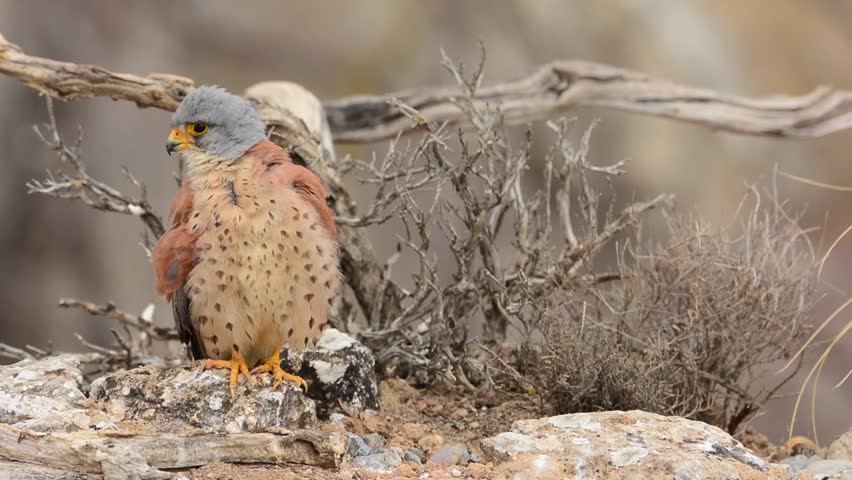 Lesser Kestrel perched on a branch. Falco naumanni.
