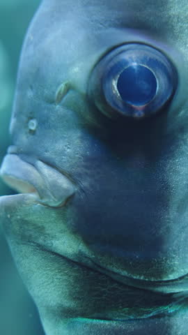 The orbicular batfish Platax orbicularis, macro head, swims and looks at me. Vertical video.
