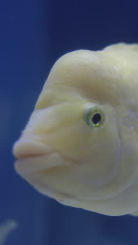 A white and yellow fish Amphilophus citrinellus looks at me in a blue aquarium. close-up. Vertical video.