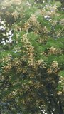Vertical Video: Yellow linden branch blossom in green foliage in spring sunlight morning. Nature environment. Sunny summer background. Flowering of medicine plant. Beautiful blooming deciduous tree