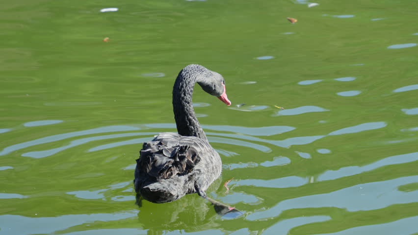 Black swan event, the bird takes a sip out of a  green pond. It is a sunny day and the sun is low, illuminating the bird from the side. Great clip to symbolically show an unlikely game changer event.