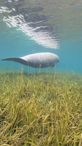 4K Vertical: Undersea wildlife - Manatee