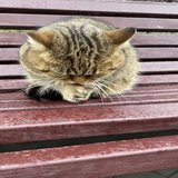 Tabby cat sits on bench and licks its paws with its tongue, vertical video.