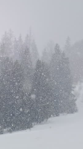 Vertical video: Snow fall in winter mountain forest. Fir pines trees Silhouettes beautiful falling snowflakes. Christmas snowy weather. Nobody. Heavy white blizzard. Cold nordic northern climate