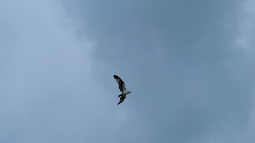 Osprey flies in slow motion through the sky with clouds and blue sky in the background