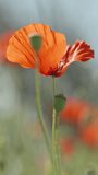 Vertical video. A clearing with red poppy flowers, petals glistening in the sun, close-up
