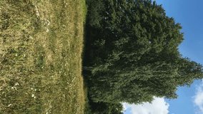 Vertical video of a birch grove and a field with medicinal plants. Bright blue sky with rays of sunlight in the village. Concept of ecology, inspiration, motivation, love of life, summer, weather