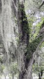 Wind lightly blowing Spanish Moss in the tree at Bonaventure cemetery: Video