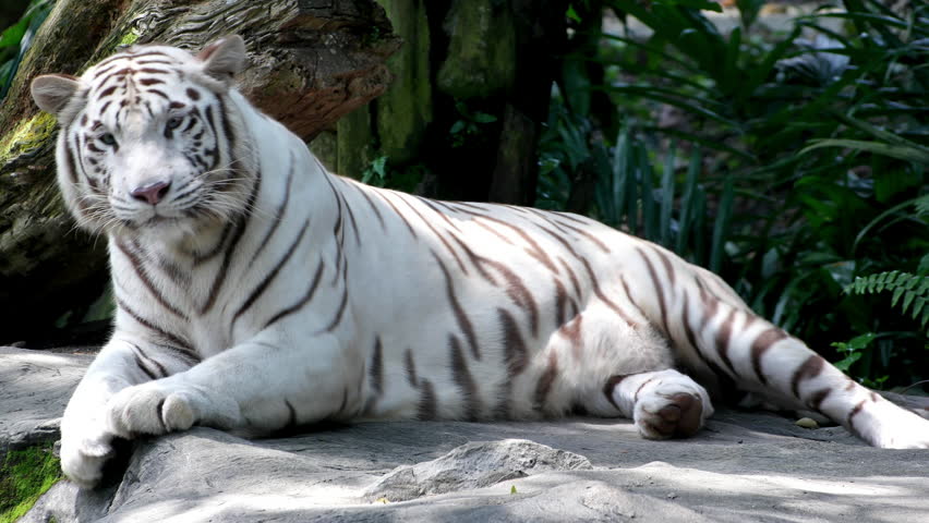 Majestic White Tiger Lying On Stock Footage Video (100% Royalty-free ...