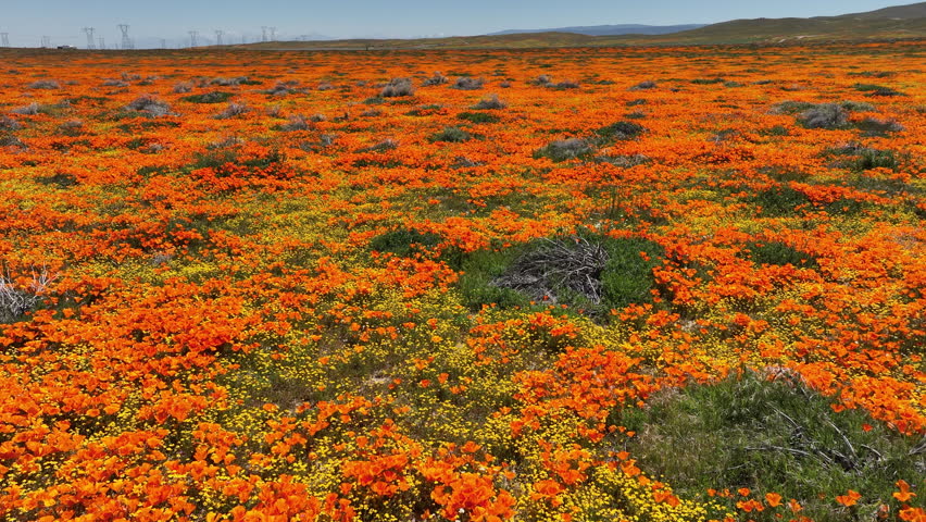 Antelope Valley California Poppy Reserve Super Bloom 2023 Dolly R in Lancaster California USA Royalty-Free Stock Footage #3453568251
