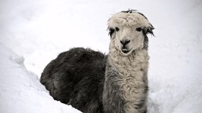 Black and white llama alpaca standing in snow winter snowdrift. 4k raw cinematic slow motion video