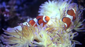 A Nemo fish plays hide and seek amongst the moving tentacles of a soft Sea Anemone. Clownfish or Anemonefish in Aquarium concept. 4k super slow motion 120 fps raw cinematic video