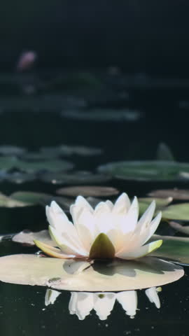 Vertical video: Water lilies blooming in green garden pond. Lotus flowers blossom in dark river, lake. Botanical spring, summer background. White lily blossom in morning, evening sunlight, closeup Royalty-Free Stock Footage #3453636835