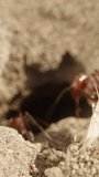 Camera exiting a large ant nest in the sand and pulling back, macro dolly shot. Vertical video.