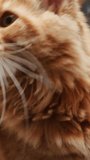 Vertical Screen: Close Up Portrait of a Gorgeous Red Maine Coon Calmly Sitting, Looking in Different Directions. Curious Cat Smelling Everything Around Him. Animal at Veterinary Clinic