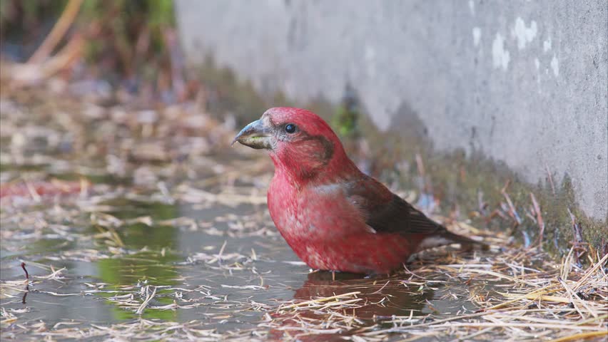 Red crossbill male drinking water