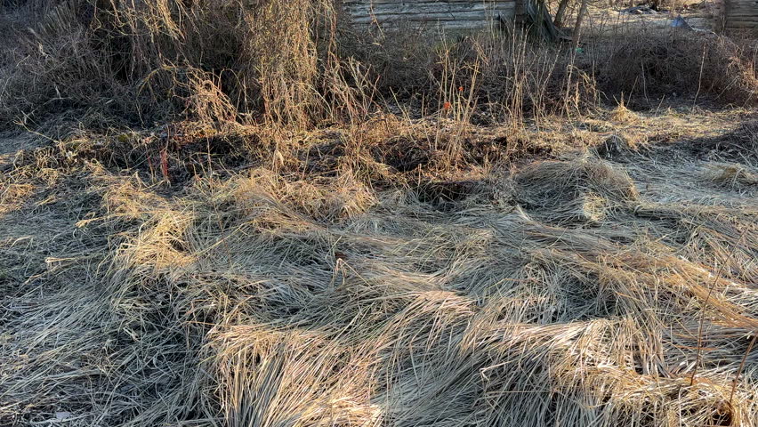 Abandoned house in village. Old wooden house in countryside in spring. No people in village. Old House in rural. Abandoned village with destroyed houses. Wooden Home ruin in countryside