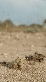 Amid the desert landscapes, an ant overcomes obstacles while carrying a huge flower on its delicate legs. Vertical video.