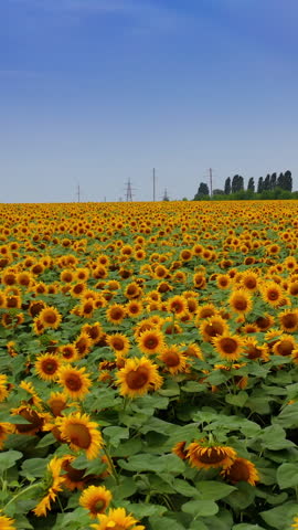 Lots of sunflowers swaying in the wind on summer day. Beautiful yellow and green field under the blue sky. Green trees and electric power supports at the backdrop. Vertical video.