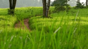 hiking trail cuts through green fields. in the morning - Powered by Shutterstock - Get 15% off with code: PIKWIZARD15