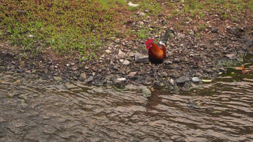 Wild chickens fly across the stream In the area of ​​Khao Yai National Park