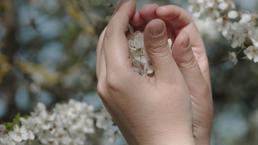 Woman hands carefully and lovingly hold a tree branch with flowers. Protecting nature and tenderly treating a flowering tree in spring. Closeup of petals shaking in the wind in the sunlight. Royalty-Free Stock Footage #3453776939