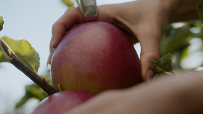 Delicious red apples on an apple tree that are plucked. Farm Harvest - Powered by Shutterstock - Get 15% off with code: PIKWIZARD15