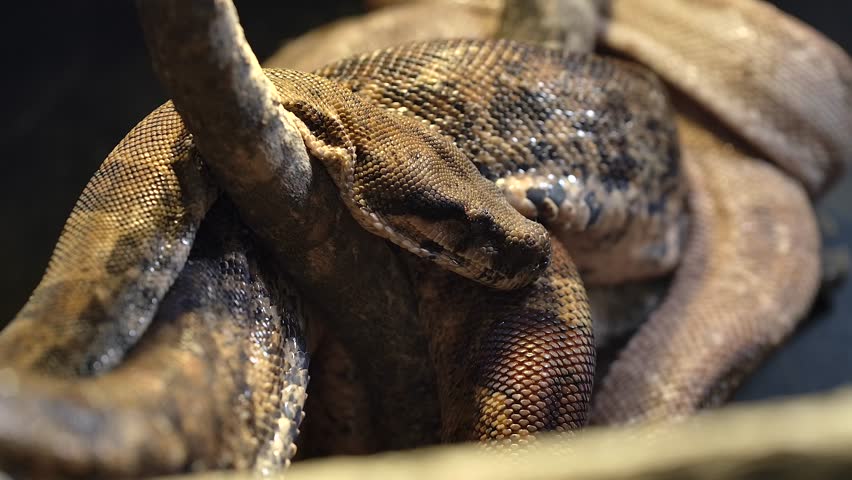 hog boa constrictor coiled up in tree with tiny ants crawling all over it.