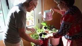 Retired couple taking care plants at home