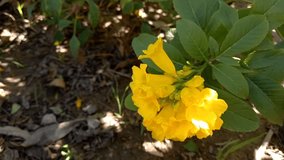 HD Video : Narrow-leaf yellow bells is a variety of Tecoma stans, the Yellow Bells. It has narrower and lacy leaflets which are more deeply toothed. The name angustata means narrowed. 