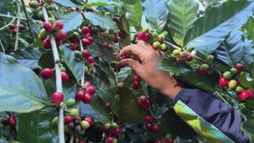 Farmer Hand of worker picking red coffee ripe on coffee tree. 4k video
