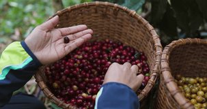 farmer sort low - qulity coffee beans from basket. 4k video