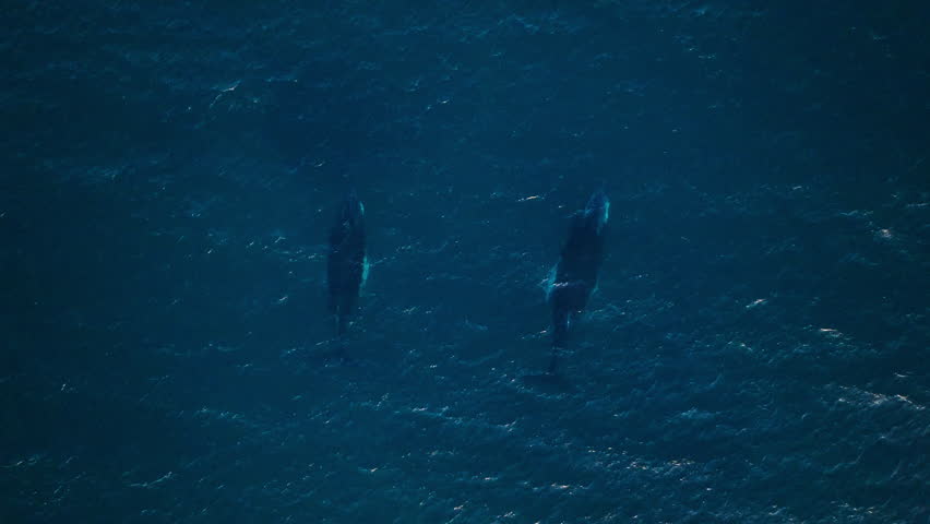 Pair of humpback whales break surface and spouts together, aerial tracking Royalty-Free Stock Footage #3453837427