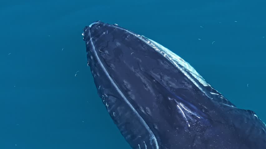 Close-up aerial overhead on blowholes of humpback whale spouting in azure ocean