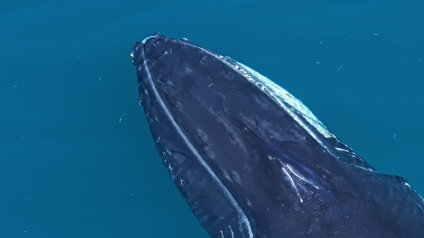 Close-up aerial overhead on blowholes of humpback whale spouting in azure ocean Royalty-Free Stock Footage #3453858537