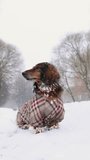 Red longhaired dachshund sitting on snow in winter park, little fluffy doggy wearing winter clothing, cold wiener dog under the falling snow vertical video