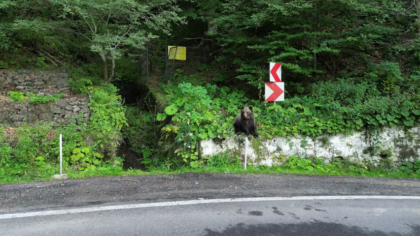 Wild Brown Bear beg along Road in Transfagarasan, Carpathians, Romania