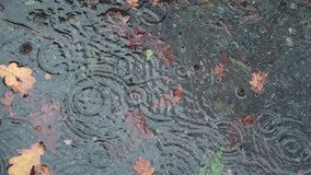 Water puddle in autumn with fallen leaves in rain in slow motion recorded at 4K at 120p - Powered by Shutterstock - Get 15% off with code: PIKWIZARD15