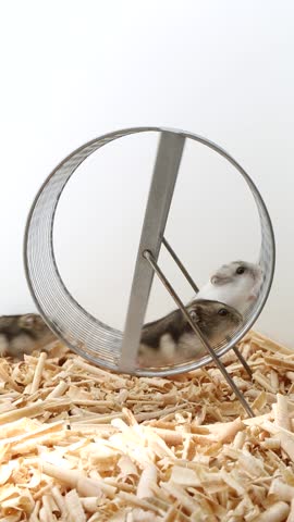 Funny, nimble, little hamsters run around on a wheel. A brood of mice are playing on the wheel. Funny video. Cute pets. The life of baby rodents.
