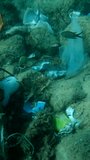 Vertical video, Dead octopus inside plastic bottle on seabed among the plastic and other garbage. COVID-19 is contributing to pollution, as discarded used masks clutter polluting sea bottom. 