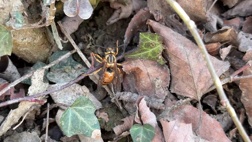 A European hornet emerges from his underground nest in early Spring.	