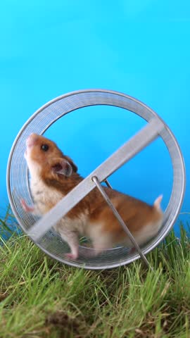 An obese hamster walks on a wheel against a background of green grass. A rodent on a blue background. A pet. Close-up.